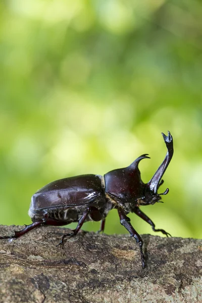 トネリコでカブトムシは sap を吸う — ストック写真