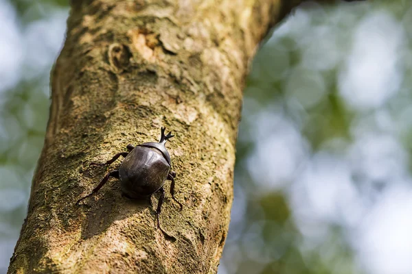 トネリコでカブトムシは sap を吸う — ストック写真