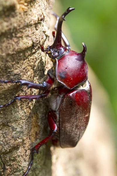 トネリコでカブトムシは sap を吸う — ストック写真