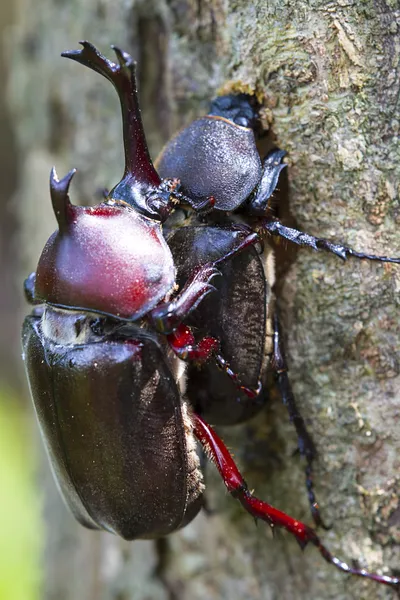 Beetle Kur — Stok fotoğraf