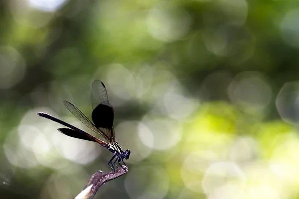 Libellen stehen auf dem Ast — Stockfoto