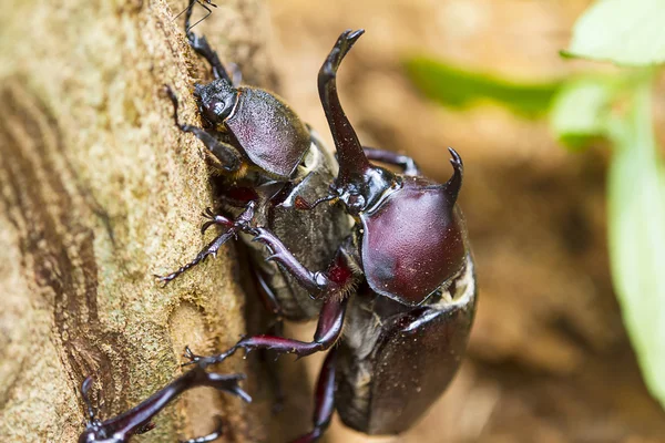 カブトムシの求愛 — ストック写真