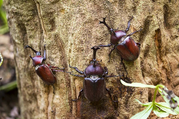 Fraxinus Beetle emmek sap — Stok fotoğraf