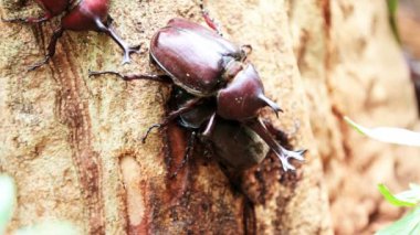 fraxinus Beetle emmek sap