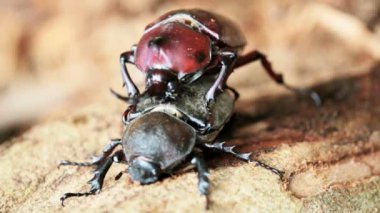 Beetle Kur