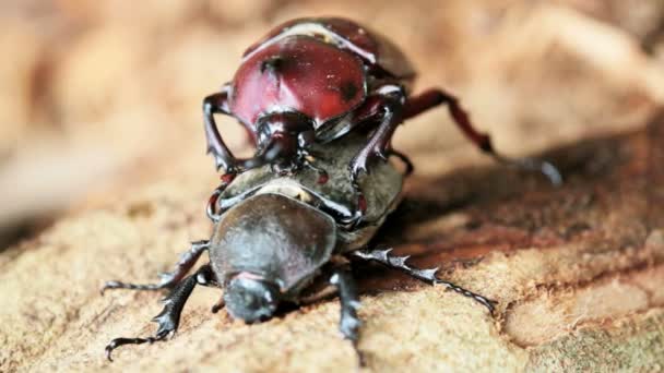 Beetle courtship — Stock Video