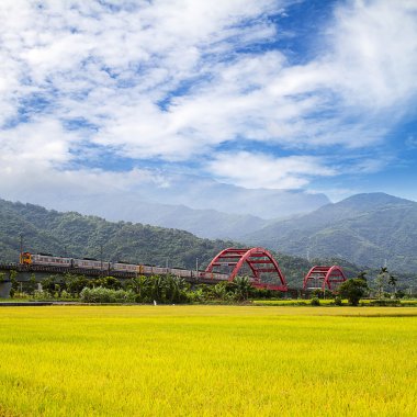 Sabah çeltik tarlası
