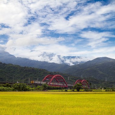 Sabah çeltik tarlası