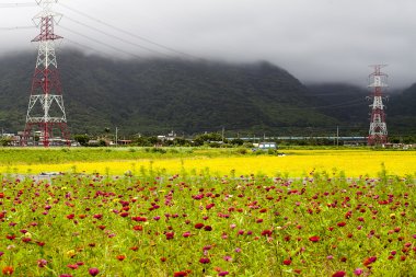Sabah çeltik tarlası