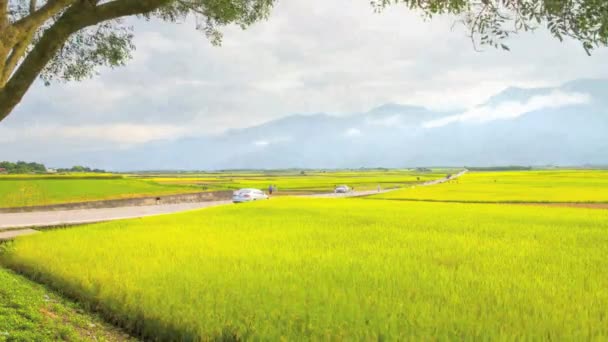 Campo de arroz en la mañana - TimeLapse — Vídeo de stock