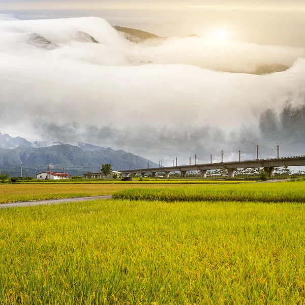 Paddy field in the morning with nice bridge — Stock Photo, Image