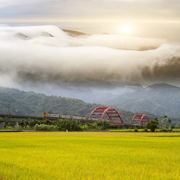 Paddy field in the morning with nice bridge — Stock Photo, Image