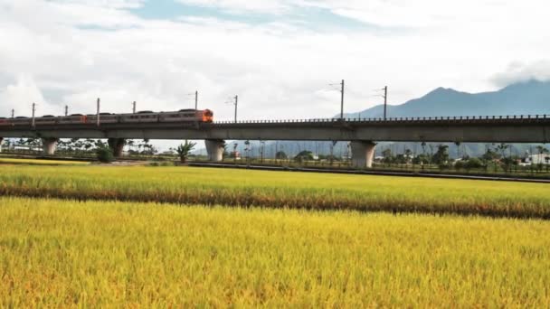 Campo Paddy de manhã com ponte agradável — Vídeo de Stock