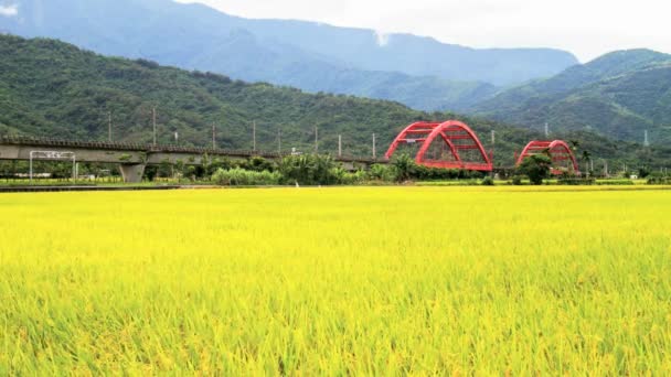 Paddy field in the morning with nice bridge — Stock Video