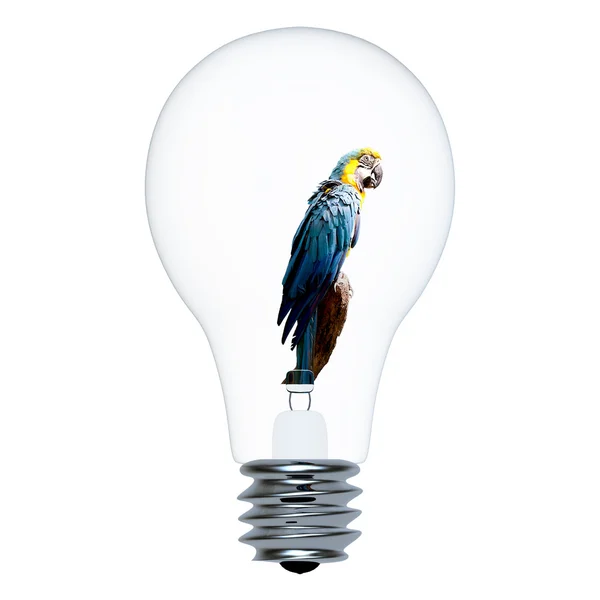 Макао-попугай в лампочке — стоковое фото