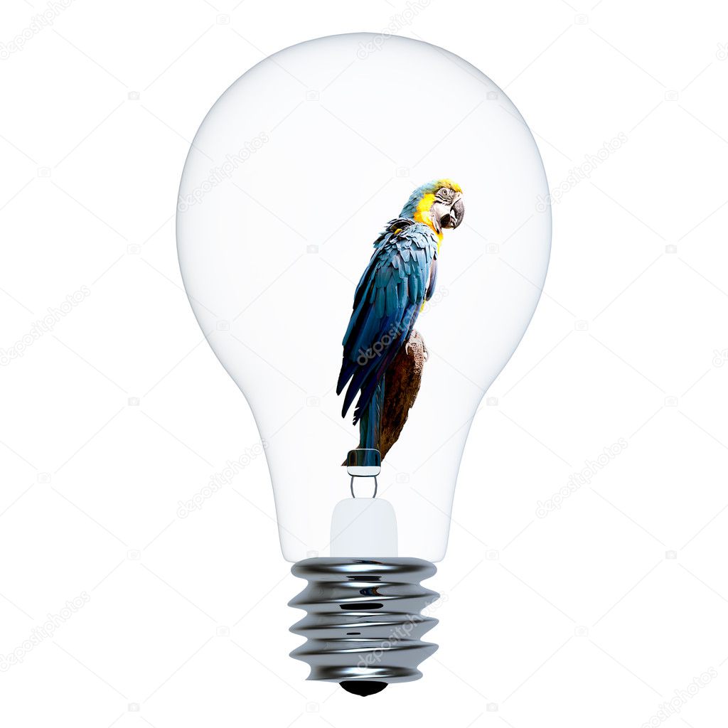 Macaw parrot in the bulb