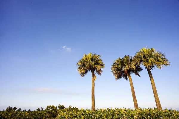 Montañas paisaje por la mañana — Foto de Stock