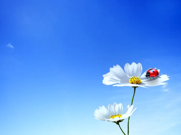 Ladybug with nice background — Stock Photo, Image