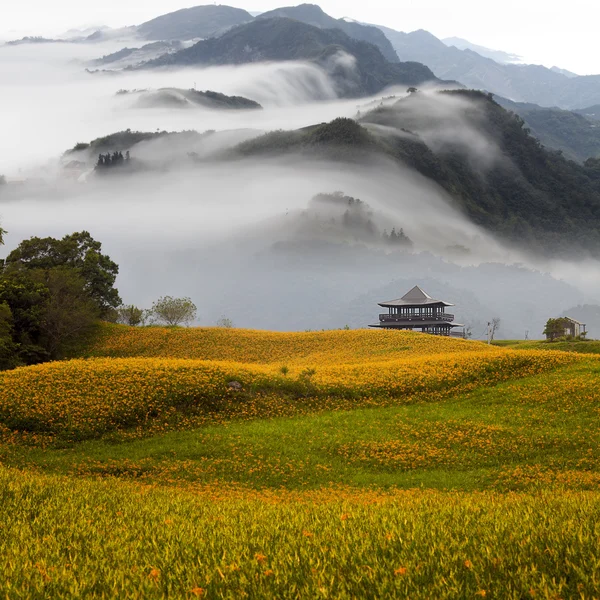 黄花菜 — 图库照片