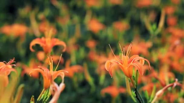 Daylily flower — Stock Video
