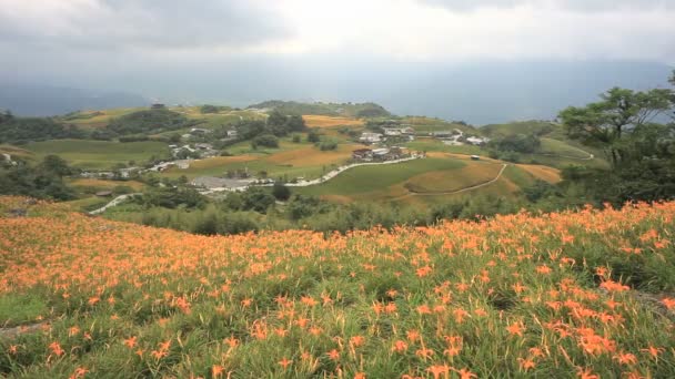 Daylily flower — Stock Video