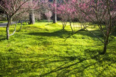 güzel sakura Bahçe Tayvan