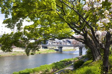 Kyoto Japonya 'da sakura.