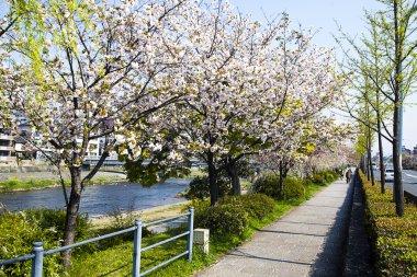 Kyoto Japonya 'da sakura.