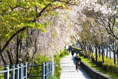 Kyoto Japonya 'da sakura.