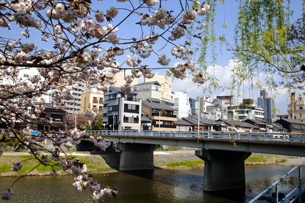 Kyoto Japonya 'da sakura. — Stok fotoğraf