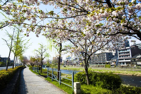 Kyoto Japonya 'da sakura.