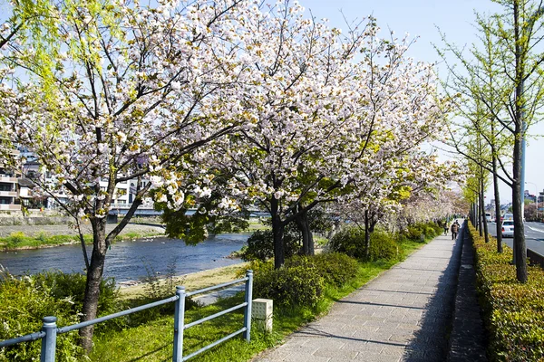 Sakura in Kyoto Japan — Stock Photo, Image