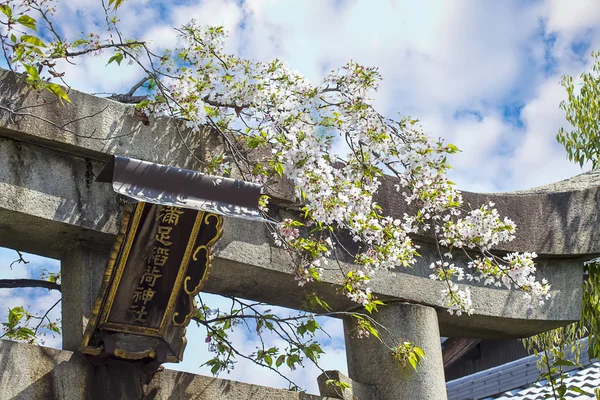 Kyoto Japonya 'da sakura. — Stok fotoğraf