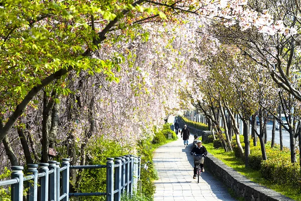 Sakura in kyoto japan — Stockfoto