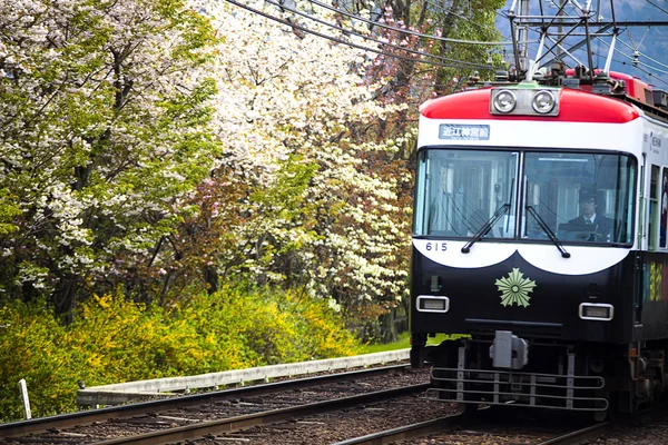 Поезд с красивой сакурой — стоковое фото