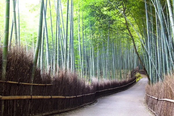 Floresta de bambu em Kyoto, Japão. — Fotografia de Stock