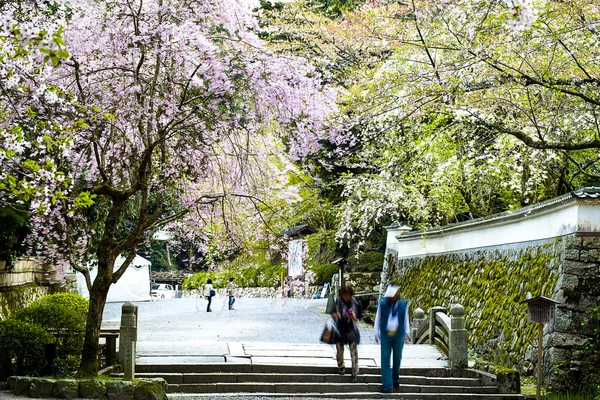 Sakura in Kyoto Japan — Stockfoto