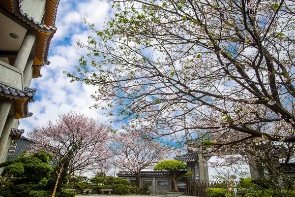 Sakura mit Tempel — Stockfoto