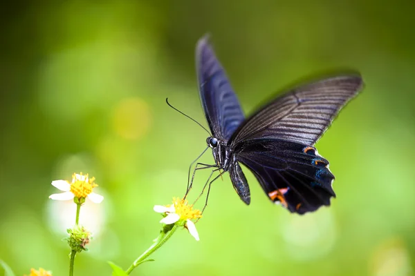 Бабочка и цветок — стоковое фото