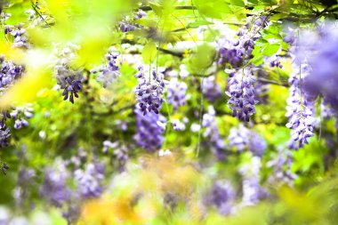Wisteria