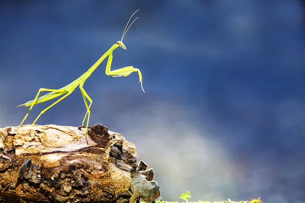 Mantide religiosa verde — Foto Stock