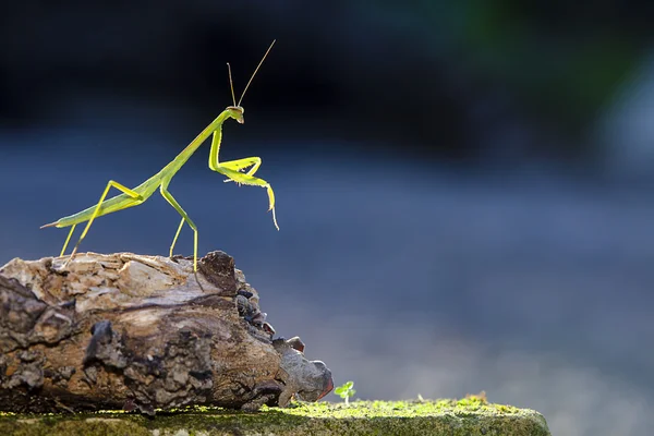 Mantide religiosa verde — Foto Stock