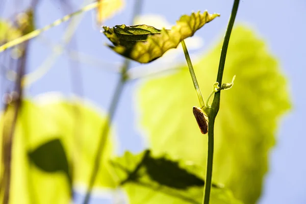 Cicada na árvore verde — Fotografia de Stock