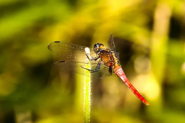 Les insectes se sont réveillés au printemps — Photo