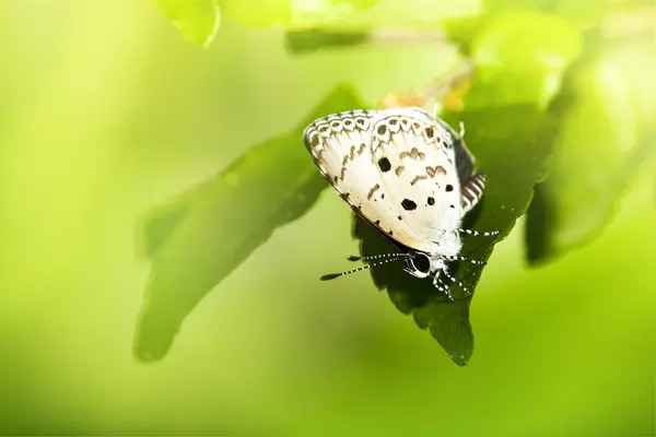 Tropische vlinder — Stockfoto