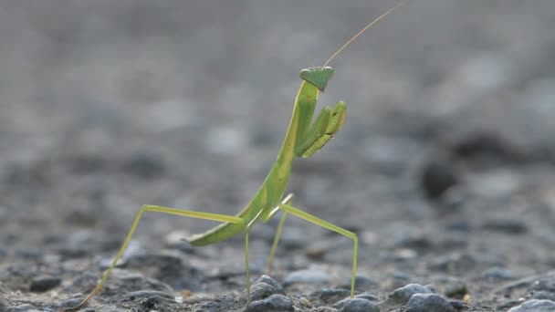 Gröna praying mantis — Stockvideo