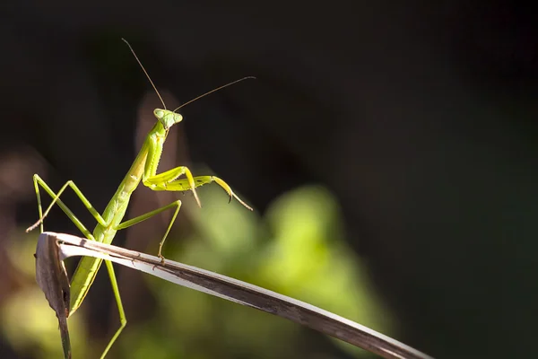 Groene praying mantis — Stockfoto
