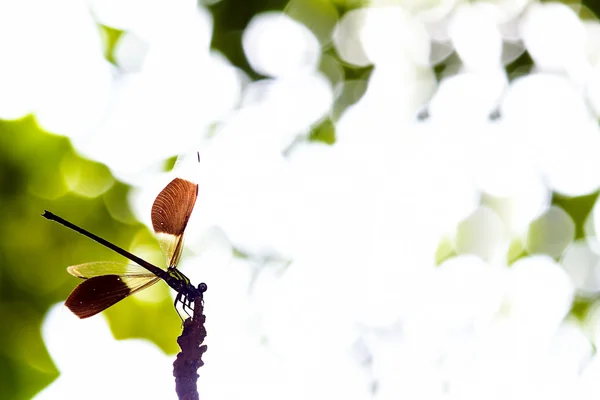 Tropical butterfly — Stock Photo, Image