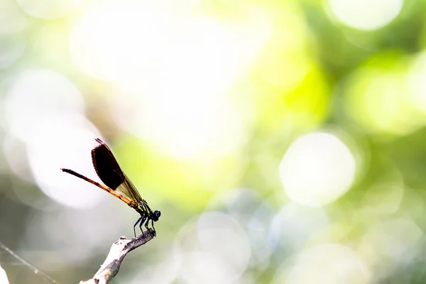 Damselfly em uma lâmina de grama — Fotografia de Stock