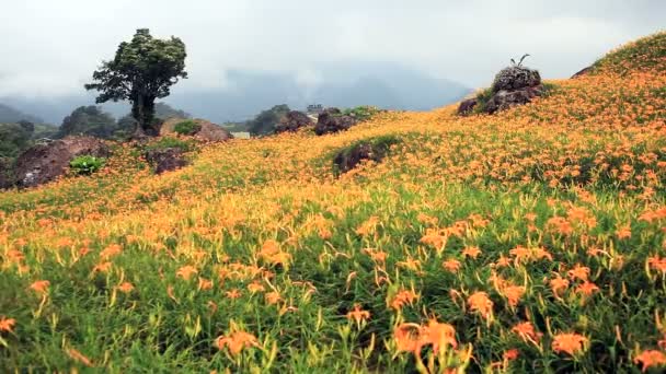 Daylily λουλούδι σε εξήντα βουνό πετρών — Αρχείο Βίντεο